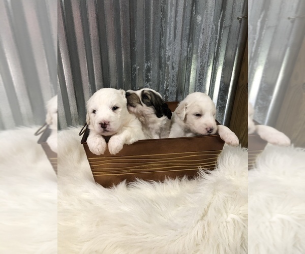 Medium Photo #4 Pyredoodle Puppy For Sale in TRENTON, GA, USA