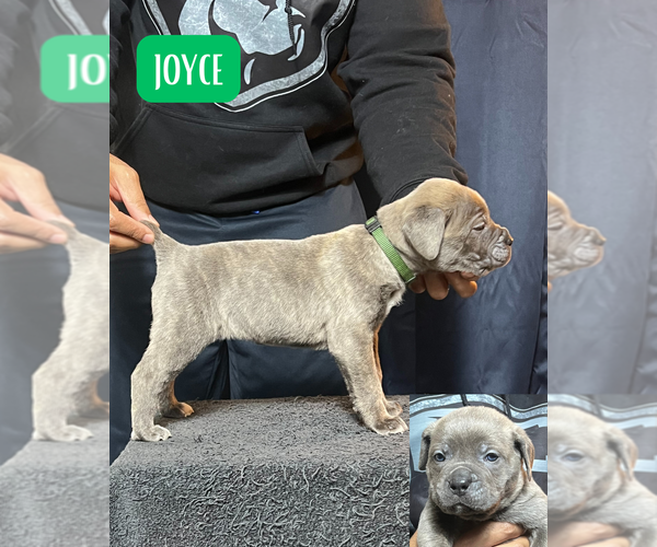 Medium Photo #1 Cane Corso Puppy For Sale in MOUNT MORRIS, MI, USA