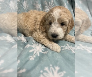 Goldendoodle Puppy for sale in FRESNO, CA, USA
