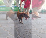 Small #3 Labrador Retriever Mix