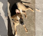 Small #20 American Staffordshire Terrier Mix