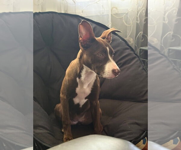 Medium Photo #14 American Pit Bull Terrier-Unknown Mix Puppy For Sale in Germantown, OH, USA