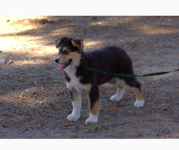 Medium Photo #26 Australian Shepherd Puppy For Sale in ACTON, CA, USA