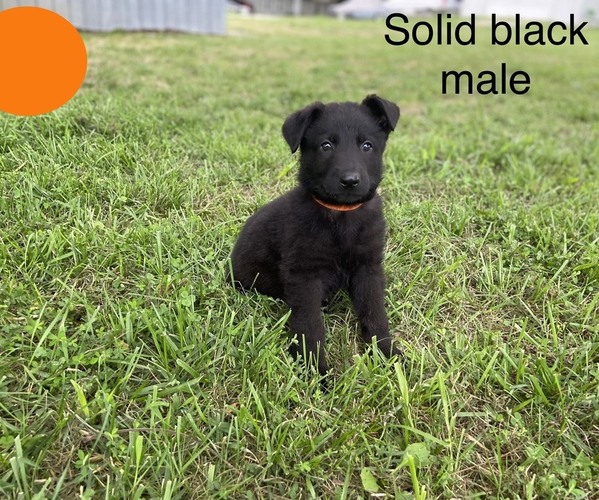 Medium Photo #5 German Shepherd Dog Puppy For Sale in BOLIVAR, MO, USA