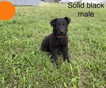 Small Photo #5 German Shepherd Dog Puppy For Sale in BOLIVAR, MO, USA