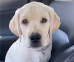 Small Photo #2 Labrador Retriever Puppy For Sale in EL DORADO HILLS, CA, USA