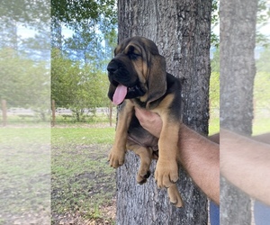 Bloodhound Puppy for sale in CALLAHAN, FL, USA