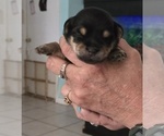 Puppy Puppy 3 Morkie