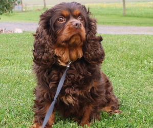 Father of the Cavapoo puppies born on 07/07/2025