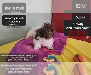 Poodle (Toy) Puppy for sale in TUCSON, AZ, USA