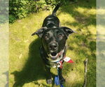 Small #2 Labrador Retriever Mix