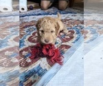 Small Photo #78 Aussiedoodle Puppy For Sale in ASHEVILLE, NC, USA