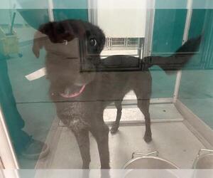 Medium Border Collie Mix