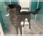 Small Border Collie Mix