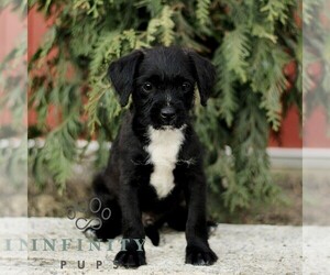 Bossi-Poo Puppy for sale in RONKS, PA, USA