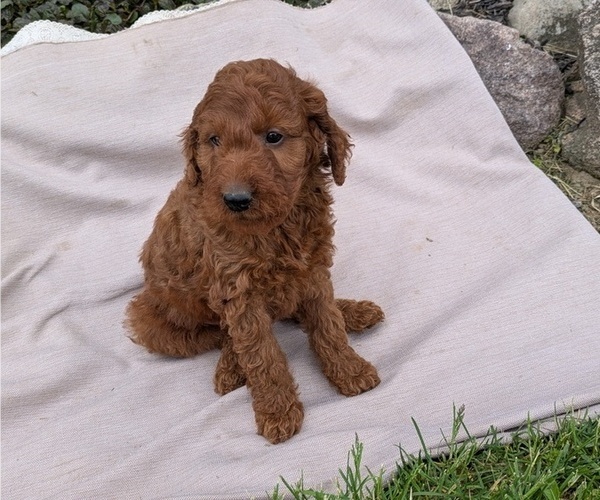 Medium Photo #8 Irish Doodle Puppy For Sale in GOSHEN, IN, USA