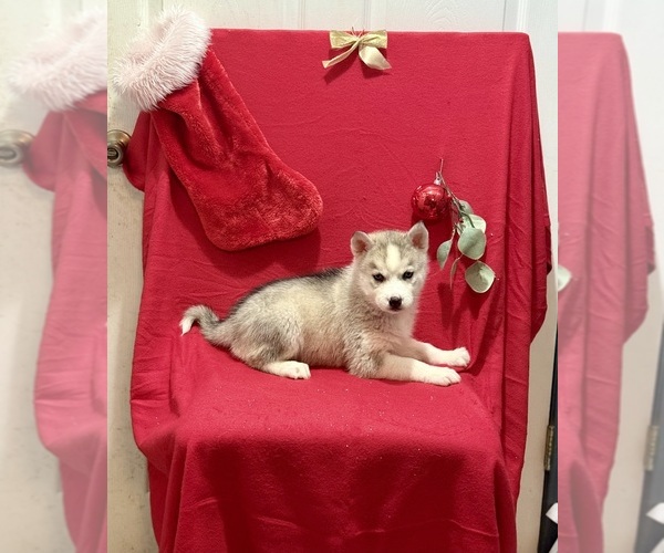 Medium Photo #3 Siberian Husky Puppy For Sale in ALTON, IL, USA