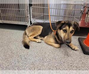 German Shepherd Dog Dogs for adoption in Houston, TX, USA