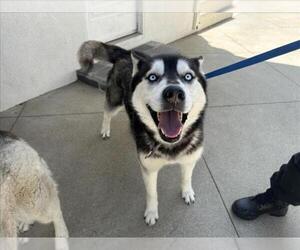 Siberian Husky Dogs for adoption in Rancho Cucamonga, CA, USA