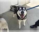 Small Siberian Husky