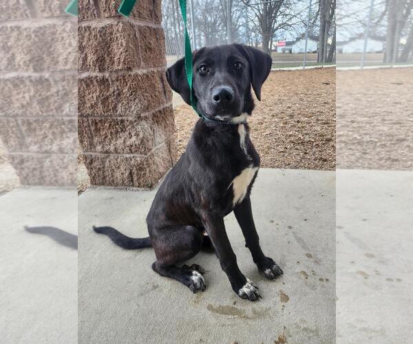 Medium Photo #1 Labrador Retriever-Unknown Mix Puppy For Sale in Minneapolis, MN, USA