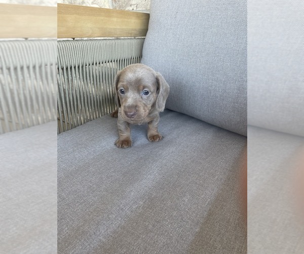 Medium Photo #1 Dachshund Puppy For Sale in KATY, TX, USA