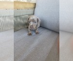 Small Photo #1 Dachshund Puppy For Sale in KATY, TX, USA