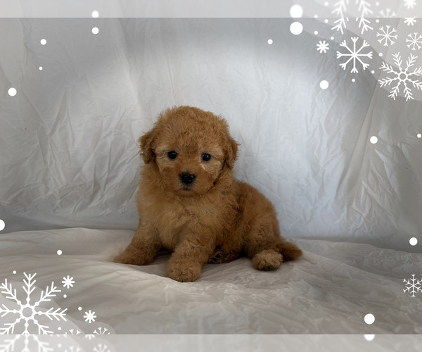 Medium Photo #1 Maltipoo (Toy) Puppy For Sale in SAN FRANCISCO, CA, USA