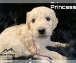 Small Photo #5 Goldendoodle Puppy For Sale in COLONIAL HEIGHTS, TN, USA