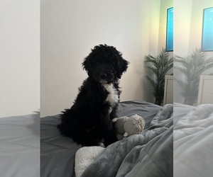 F2 Aussiedoodle Puppy for sale in MILWAUKEE, WI, USA