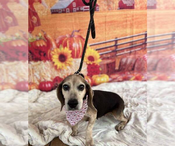 Medium Photo #2 Beagle Puppy For Sale in New York, NY, USA