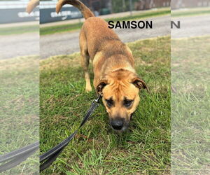 Black Mouth Cur Dogs for adoption in Waldron, AR, USA
