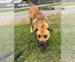 Small Black Mouth Cur