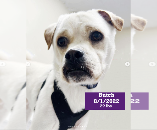 Medium Photo #7 American Bulldog-Labrador Retriever Mix Puppy For Sale in West Hollywood, CA, USA