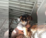 Small #2 Chihuahua Mix