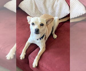 Medium Chihuahua