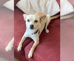 Small Chihuahua