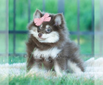 Small Photo #9 Pomeranian Puppy For Sale in WARSAW, IN, USA