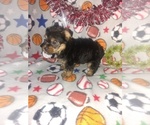 Small Photo #16 Yorkshire Terrier Puppy For Sale in LAPEER, MI, USA