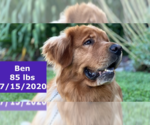 Small #16 Golden Retriever