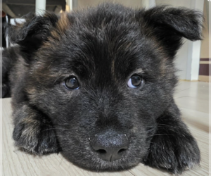 Mutt Dogs for adoption in San Ramon, CA, USA