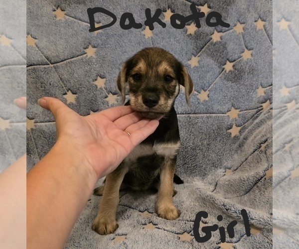 Medium Photo #18 Chizer Puppy For Sale in MONTEZUMA, GA, USA
