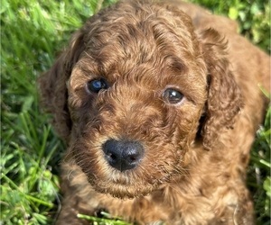Medium Goldendoodle (Miniature)