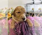 Puppy Puppy 2 Australian Labradoodle