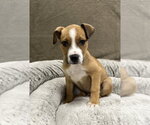 Small #13 German Shepherd Dog Mix