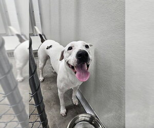Mutt Dogs for adoption in Temple, TX, USA