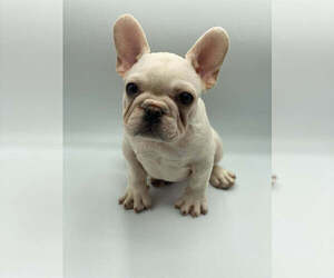 French Bulldog Puppy for sale in KAILUA, HI, USA
