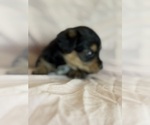 Rainbow - Female Corgipoo Puppy for Sale - Photo #6