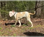 Small #4 Mutt