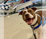 Small #10 American Pit Bull Terrier Mix